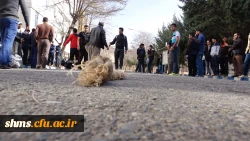 برگزاری مسابقه طناب کشی  به مناسبت گرامیداشت روز دانشجو 7