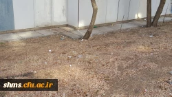 حرکت تحسین برانگیز دانشجویان به مناسبت هفته وحدت 26