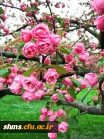 سال نو مبارک باد