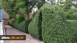 تقدیر از عوامل خدماتی سبز دانشگاه فرهنگیان کردستان 5