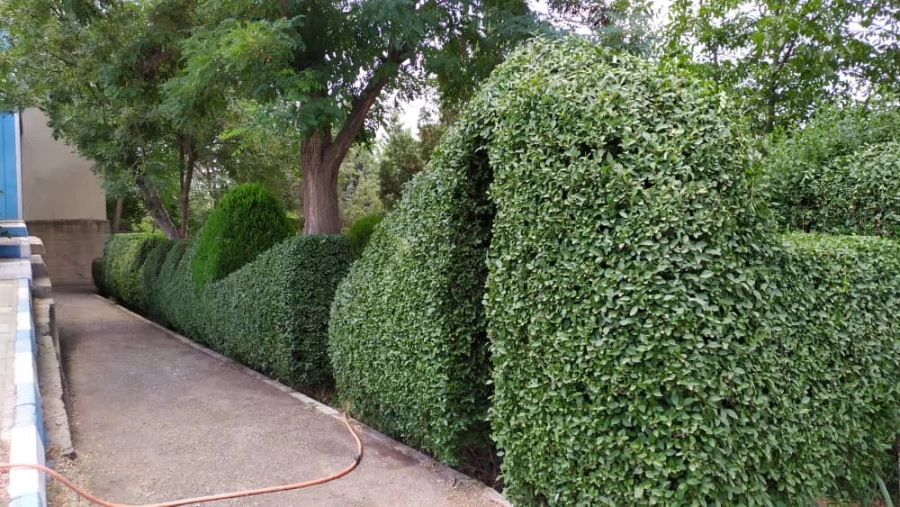 تقدیر از عوامل خدماتی سبز دانشگاه فرهنگیان کردستان 5