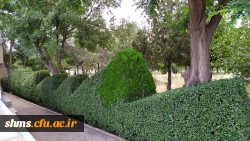 تقدیر از عوامل خدماتی سبز دانشگاه فرهنگیان کردستان 7