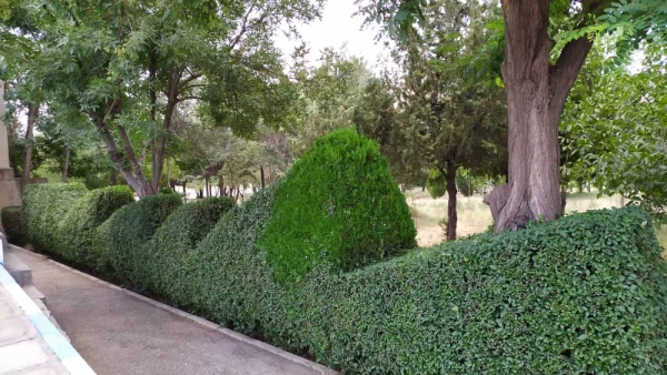 تقدیر از عوامل خدماتی سبز دانشگاه فرهنگیان کردستان 7